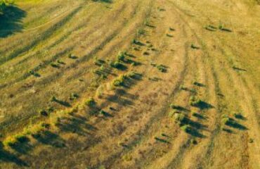 Concessione demaniale